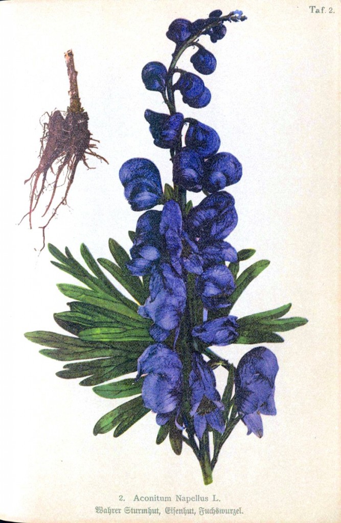 Aconitum